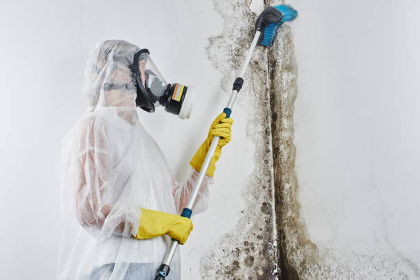 Best Mold Removal for HVAC Installations  in North Zanesville, OH